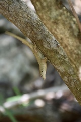Anolis jubar oriens