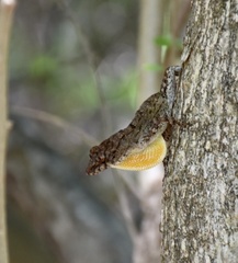 Anolis jubar oriens