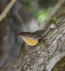 Anolis jubar oriens