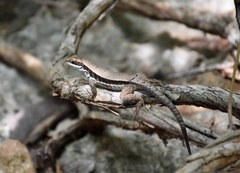 Leiocephalus macropus