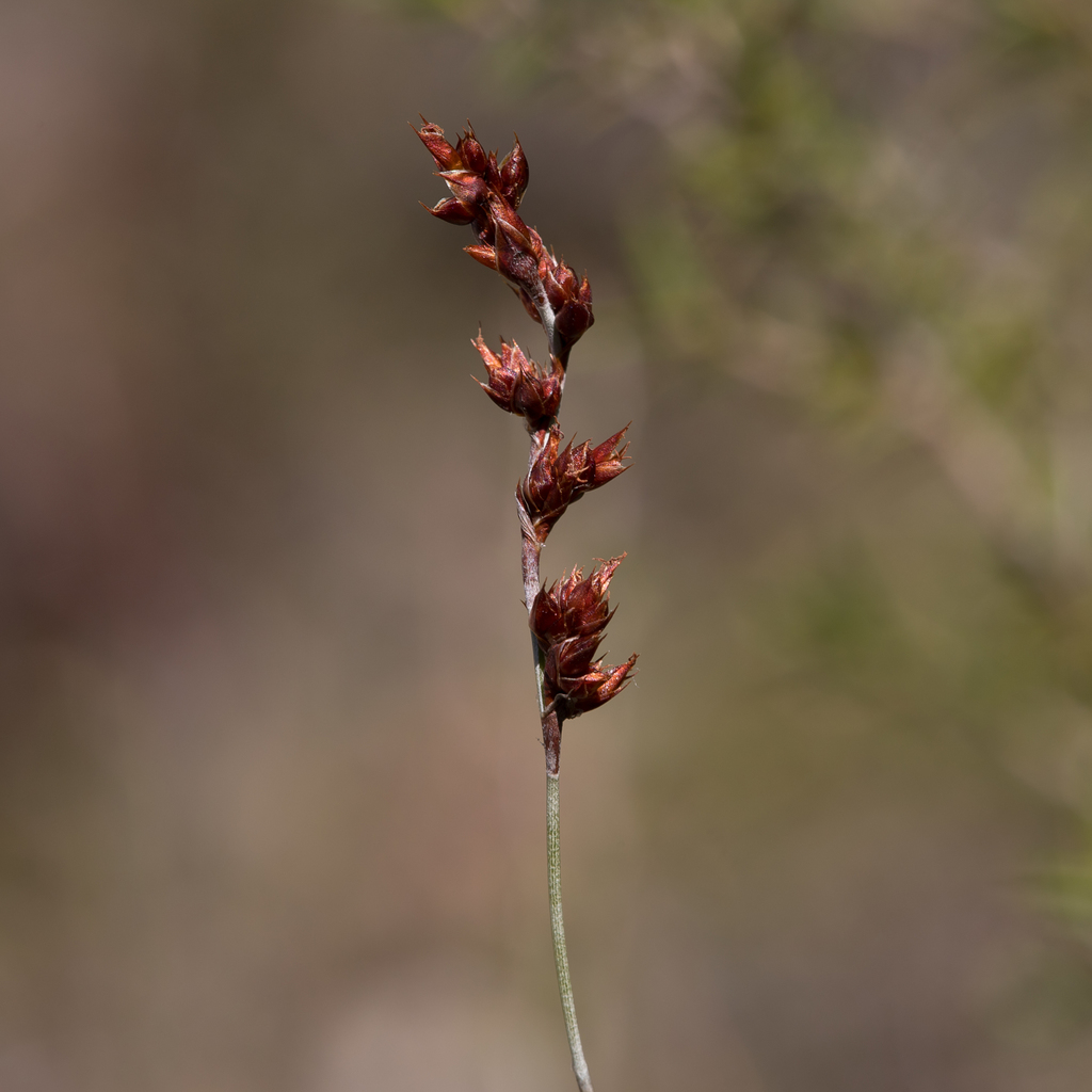 Apodasmia brownii (Apodasmia brownii)