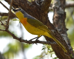 Telophorus sulfureopectus similis