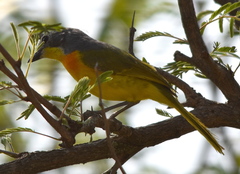 Telophorus sulfureopectus similis