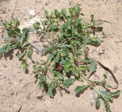 Sphaeromorphaea australis