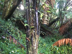 Microsorum pustulatum pustulatum