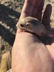 Perognathus longimembris