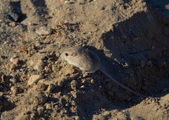 Perognathus longimembris