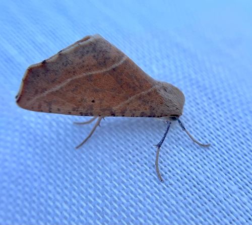 iNaturalist observation photo of Sicya morsicaria