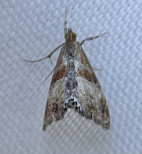 iNaturalist observation photo of Dusky-patched Dicymolomia