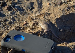Perognathus longimembris