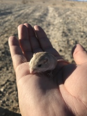 Perognathus longimembris