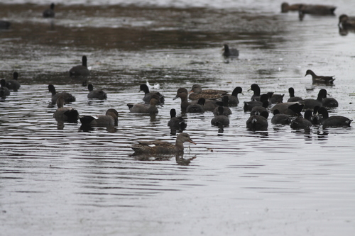American Coot photographed in New Jersey