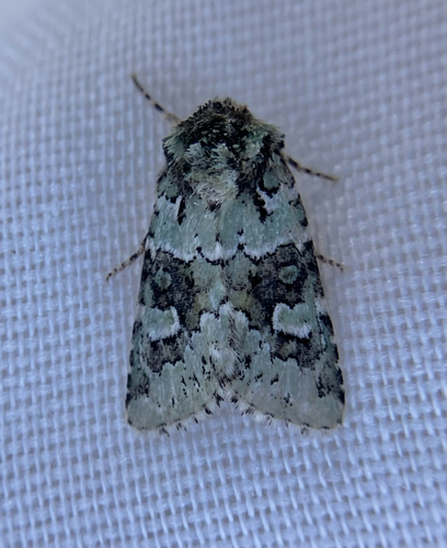 iNaturalist observation photo of Collared Arches Moth