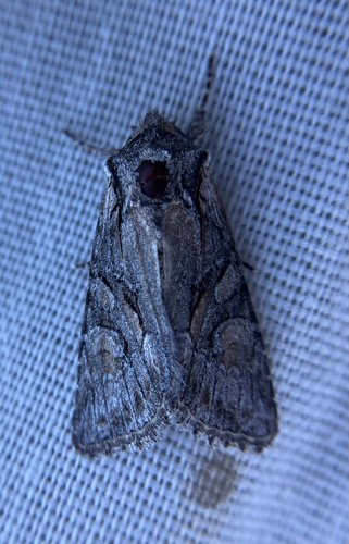 iNaturalist observation photo of Cutworms and Dart Moths