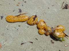 Botrylloides perspicuus
