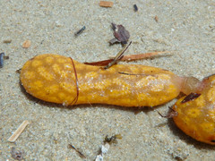 Botrylloides perspicuus