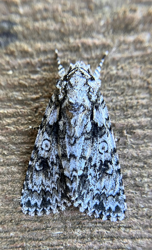 iNaturalist observation photo of Marbled Oak Dagger