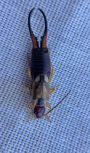 iNaturalist observation photo of Western Earwig