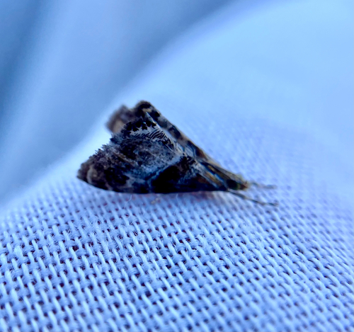 iNaturalist observation photo of Dusky-patched Dicymolomia