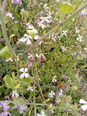 Cadeguala occidentalis