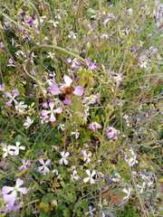 Cadeguala occidentalis