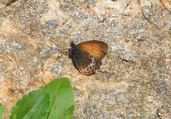 Coenonympha gardetta darwiniana