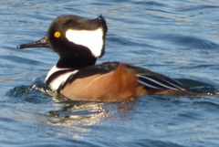 Lophodytes cucullatus