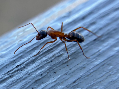 iNaturalist observation photo of Camponotus sansabeanus