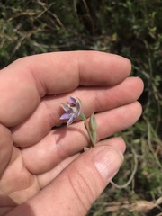 Thelymitra brevifolia