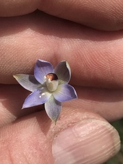 Thelymitra brevifolia