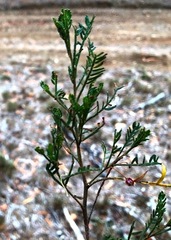 Dodonaea tenuifolia