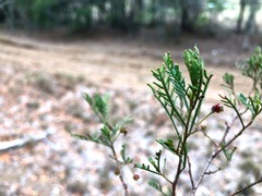 Dodonaea tenuifolia