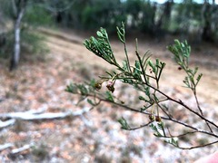 Dodonaea tenuifolia