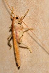 Niphetogryllacris