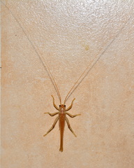 Niphetogryllacris