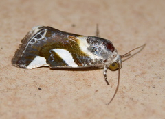Acontia trimaculata
