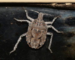 Peltasticus punctatus
