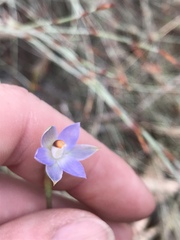 Thelymitra brevifolia