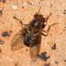Skin Maggot-Fly - Photo (c) copper, some rights reserved (CC BY-NC), uploaded by copper