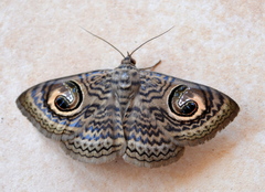 Calliodes pretiosissima