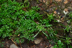 Chaerophyllum involucratum