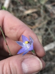 Thelymitra holmesii