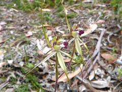 Caladenia tentaculata × venusta