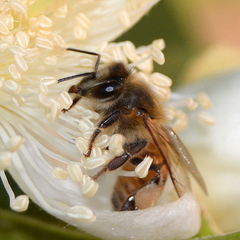 Apis mellifera scutellata