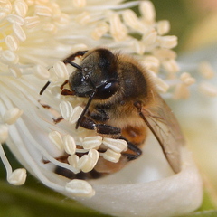 Apis mellifera scutellata
