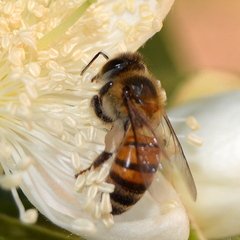 Apis mellifera scutellata