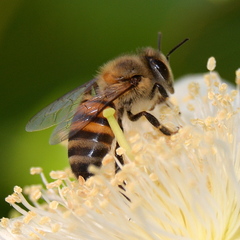 Apis mellifera scutellata