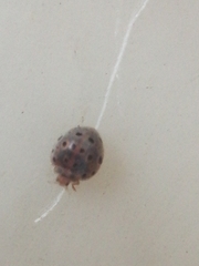 Coccinellidae