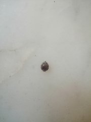 Coccinellidae
