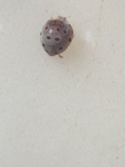 Coccinellidae